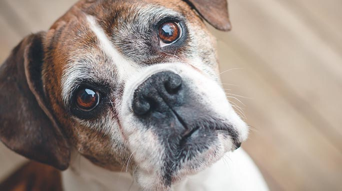 Dicas para o cuidado dos seus cães idosos